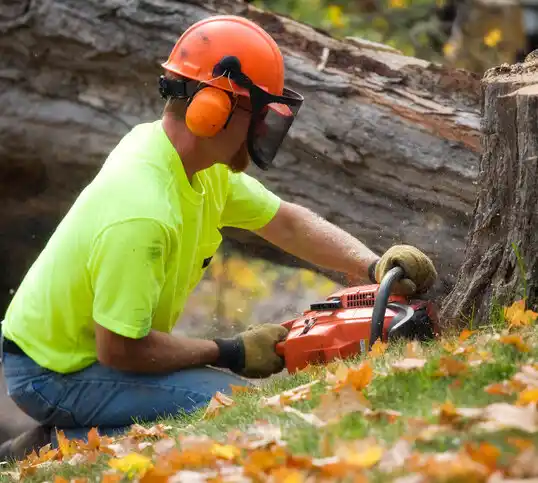 tree services Spackenkill